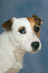 Parson Russell Terrier