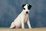 Parson Russell Terrier