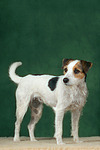 Parson Russell Terrier