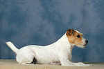 Parson Russell Terrier