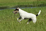 Parson Russell Terrier