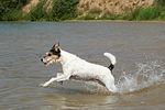 Parson Russell Terrier