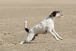 Parson Russell Terrier