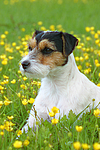 Parson Russell Terrier