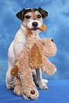 Parson Russell Terrier