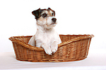 Parson Russell Terrier