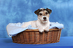 Parson Russell Terrier