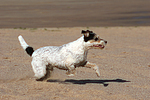 rennender Parson Russell Terrier / running PRT