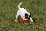 spielender Parson Russell Terrier Welpe / playing PRT puppy