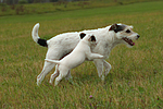 laufende Parson Russell Terrier / walking PRT
