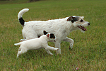 laufende Parson Russell Terrier / walking PRT