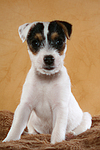 sitzender Parson Russell Terrier Welpe / sitting PRT puppy