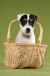Parson Russell Terrier Welpe Portrait / PRT puppy portrait