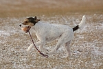 spielender Parson Russell Terrier / playing prt