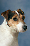 Parson Russell Terrier