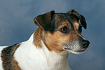 Jack Russell Terrier