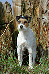 Parson Russell Terrier