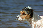 Parson Russell Terrier