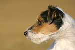 Parson Russell Terrier