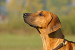 Rhodesian Ridgeback