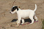 Parson Russell Terrier Welpe / parson russell terrier puppy