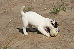 Parson Russell Terrier Welpe / parson russell terrier puppy