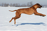 rennender Rhodesian Ridgeback / running Rhodesian Ridgeback