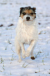 rennender Parson Russell Terrier im Schnee / running PRT in snow