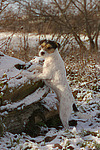 stehender Parson Russell Terrier bei Baumstamm / standing prt at trunk