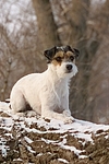 liegender Parson Russell Terrier im Schnee / lying prt in snow