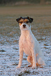 sitzender Parson Russell Terrier / sitting prt