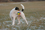 Parson Russell Terrier mit Ball / prt with ball