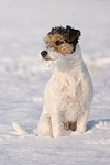 sitzender Parson Russell Terrier im Schnee / sitting prt in snow