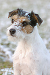 Parson Russell Terrier Portrait