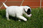 Parson Russell Terrier Welpe / parson russell terrier puppy