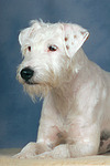 Parson Russell Terrier