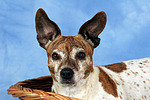 Jack Russell Terrier