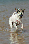 Parson Russell Terrier