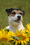 Parson Russell Terrier