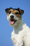 Parson Russell Terrier