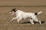 Parson Russell Terrier