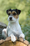 Parson Russell Terrier