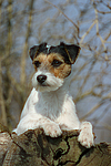 Parson Russell Terrier