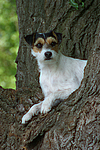 Parson Russell Terrier