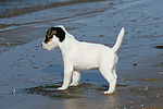 Parson Russell Terrier Welpe / parson russell terrier puppy