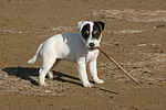 Parson Russell Terrier Welpe / parson russell terrier puppy