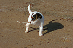 Parson Russell Terrier Welpe / parson russell terrier puppy