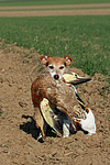 Parson Russell Terrier