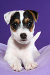 Parson Russell Terrier Welpe / parson russell terrier puppy