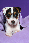 Parson Russell Terrier Welpe / parson russell terrier puppy